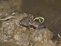 Fire-bellied Toad - Ululone ventrerosso - Bombina bombina