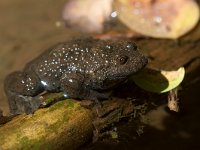 maudoc.com • Yellow-bellied Toad - Ululone ventregiallo - Bombina variegata •  IMG_0853.jpg : Ululone ventregiallo