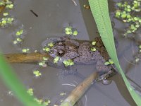 maudoc.com • Yellow-bellied Toad - Ululone ventregiallo - Bombina variegata •  IMG_5544.jpg : Ululone ventregiallo