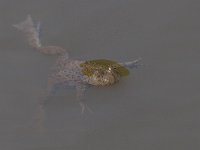 maudoc.com • Yellow-bellied Toad - Ululone ventregiallo - Bombina variegata •  IMG_6277.jpg : Ululone ventregiallo