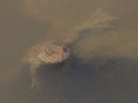 maudoc.com • Yellow-bellied Toad - Ululone ventregiallo - Bombina variegata •  IMG_6284.jpg : Ululone ventregiallo