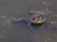 maudoc.com • Yellow-bellied Toad - Ululone ventregiallo - Bombina variegata •  IMG_6290.jpg : Ululone ventregiallo