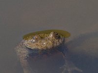 maudoc.com • Yellow-bellied Toad - Ululone ventregiallo - Bombina variegata •  IMG_6295.jpg : Ululone ventregiallo