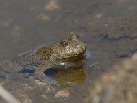 maudoc.com • Yellow-bellied Toad - Ululone ventregiallo - Bombina variegata •  IMG_6303.jpg : Ululone ventregiallo