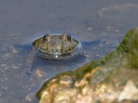 Yellow-bellied Toad - Ululone ventregiallo - Bombina variegata