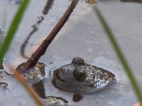 maudoc.com • Yellow-bellied Toad - Ululone ventregiallo - Bombina variegata •  IMG_7260.jpg : Ululone ventregiallo