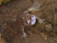 maudoc.com • Yellow-bellied Toad - Ululone ventregiallo - Bombina variegata •  ululoneventregiallo01.jpg : Ululone ventregiallo