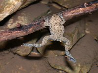 maudoc.com • Yellow-bellied Toad - Ululone ventregiallo - Bombina variegata •  ululoneventregiallo02.jpg : Ululone ventregiallo