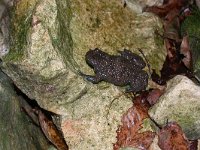 maudoc.com • Yellow-bellied Toad - Ululone ventregiallo - Bombina variegata •  ululoneventregiallo03.jpg : Ululone ventregiallo