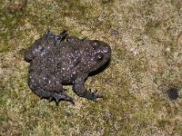 maudoc.com • Yellow-bellied Toad - Ululone ventregiallo - Bombina variegata •  ululoneventregiallo05.jpg : Ululone ventregiallo