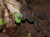 maudoc.com • Yellow-bellied Toad - Ululone ventregiallo - Bombina variegata •  ululoneventregiallo06.jpg : Ululone ventregiallo