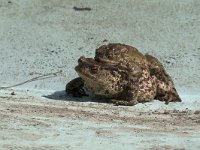 maudoc.com • Common Toad - Rospo comune - Bufo bufo •  IMG_5164.jpg : Rospo comune