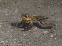 maudoc.com • Common Toad - Rospo comune - Bufo bufo •  IMG_5168.jpg : Rospo comune