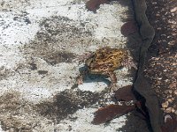 maudoc.com • Common Toad - Rospo comune - Bufo bufo •  IMG_5177.jpg   with Rana temporaria & Ichthyosaura alpestris : Rana temporaria, Rospo comune