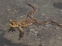 maudoc.com • Common Toad - Rospo comune - Bufo bufo •  IMG_5181.jpg : Rospo comune