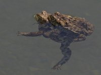 maudoc.com • Common Toad - Rospo comune - Bufo bufo •  IMG_5183.jpg : Rospo comune