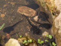 maudoc.com • Common Toad - Rospo comune - Bufo bufo •  IMG_5501.jpg : girini