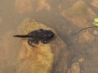 maudoc.com • Common Toad - Rospo comune - Bufo bufo •  IMG_5503.jpg : girini