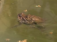 maudoc.com • Common Toad - Rospo comune - Bufo bufo •  IMG_6659a.jpg : Rospo comune