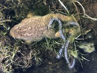 maudoc.com • Common Toad - Rospo comune - Bufo bufo •  IMG_8103.jpg : Rospo comune