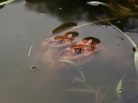 maudoc.com • Common Toad - Rospo comune - Bufo bufo •  rospocomune01.jpg : Rospo comune