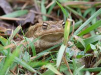 maudoc.com • Common Toad - Rospo comune - Bufo bufo •  rospocomune05.jpg : Rospo comune