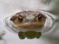 Common Toad - Rospo comune - Bufo bufo