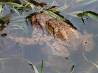 maudoc.com • Common Toad - Rospo comune - Bufo bufo •  rospocomune08.jpg : Rospo comune