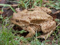 maudoc.com • Common Toad - Rospo comune - Bufo bufo •  rospocomune09.jpg : Rospo comune