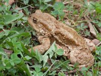 maudoc.com • Common Toad - Rospo comune - Bufo bufo •  rospocomune10.jpg : Rospo comune