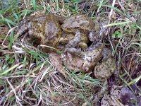 maudoc.com • Common Toad - Rospo comune - Bufo bufo •  rospocomune14.jpg