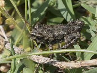 maudoc.com • Italian Green Toad - Rospo smeraldino italiano - Bufotes balearicus •  IMG_5949.jpg : Rana