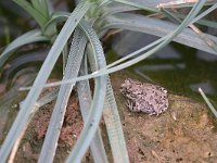 maudoc.com • African Green Toad - Rospo smeraldino africano - Bufotes boulengeri •  IMG_0081.jpg : Rospo