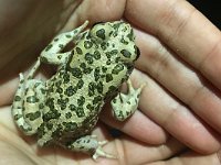 African Green Toad - Rospo smeraldino africano - Bufotes boulengeri