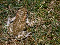 Balearic Green Toad - Rospo smeraldino europeo - Bufotes viridis