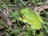 maudoc.com • Italian Tree Frog - Raganella italiana - Hyla intermedia •  raganellaitalica01.jpg : Raganella italica