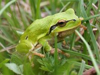 maudoc.com • Italian Tree Frog - Raganella italiana - Hyla intermedia •  raganellaitalica02.jpg : Raganella italica