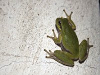 Sardinian Tree Frog - Raganella sarda - Hyla sarda