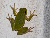 maudoc.com • Sardinian Tree Frog - Raganella sarda - Hyla sarda •  raganella_sa02.jpg : Raganella sarda
