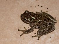 maudoc.com • Sardinian Tree Frog - Raganella sarda - Hyla sarda •  raganella_sa03.jpg : Raganella sarda