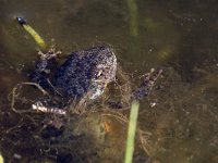 maudoc.com • Alpine Newt - Tritone alpestre - Ichthyosaura alpestris •  IMG_5045.jpg : Tritone alpestre