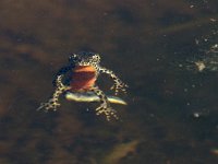 maudoc.com • Alpine Newt - Tritone alpestre - Ichthyosaura alpestris •  IMG_5061.jpg : Tritone alpestre