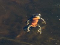 Alpine Newt - Tritone alpestre - Ichthyosaura alpestris