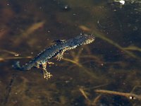 maudoc.com • Alpine Newt - Tritone alpestre - Ichthyosaura alpestris •  IMG_5067.jpg : Tritone alpestre