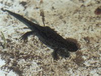 maudoc.com • Alpine Newt - Tritone alpestre - Ichthyosaura alpestris •  IMG_5179.jpg : Tritone alpestre