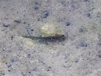 maudoc.com • Alpine Newt - Tritone alpestre - Ichthyosaura alpestris •  IMG_7751.jpg   Monte Verena, Italy : Tritone alpestre