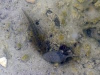 maudoc.com • Alpine Newt - Tritone alpestre - Ichthyosaura alpestris •  IMG_7755.jpg   Monte Verena, Italy : Tritone alpestre