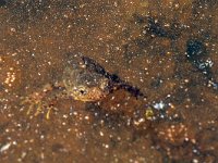 maudoc.com • Alpine Newt - Tritone alpestre - Ichthyosaura alpestris •  IMG_7825.jpg   Monte Ortigara, Italy : Tritone alpestre