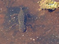 maudoc.com • Alpine Newt - Tritone alpestre - Ichthyosaura alpestris •  IMG_7831.jpg   Monte Ortigara, Italy : Tritone alpestre