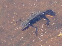 maudoc.com • Alpine Newt - Tritone alpestre - Ichthyosaura alpestris •  IMG_7833.jpg   Monte Ortigara, Italy : Tritone alpestre